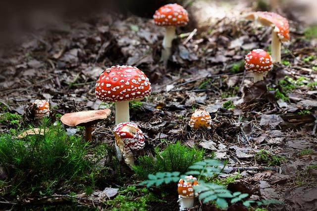 Mushroom Gummies