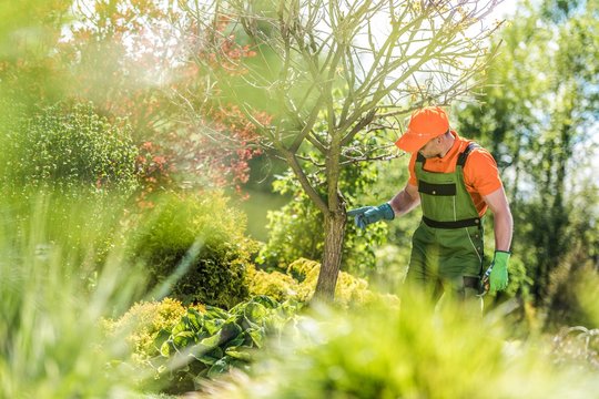 tree surgeon wilmslow
